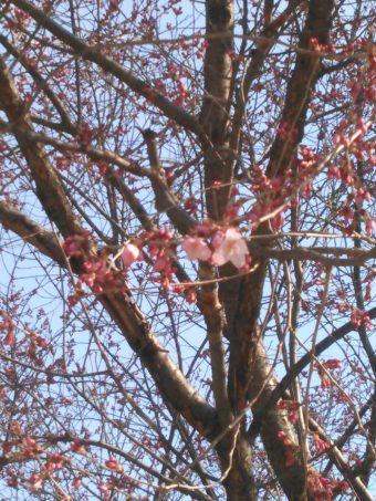 桜咲く